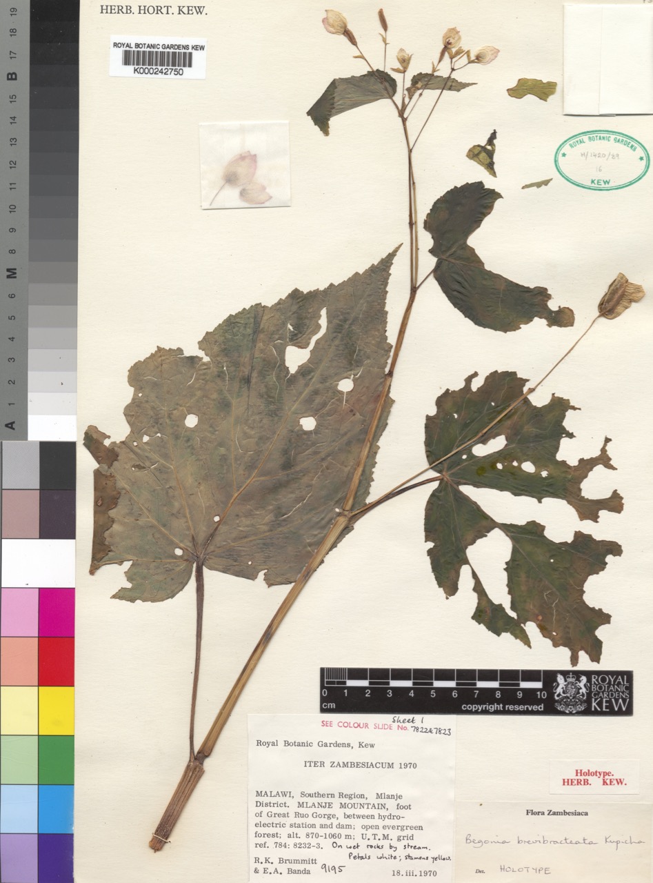 B. brevibracteata
